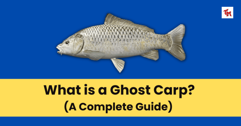 What is a Ghost Carp? A Guide – TM Fishing Charters